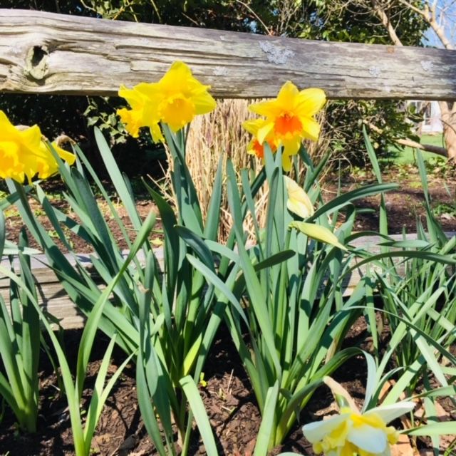 Daffodil1.jpeg