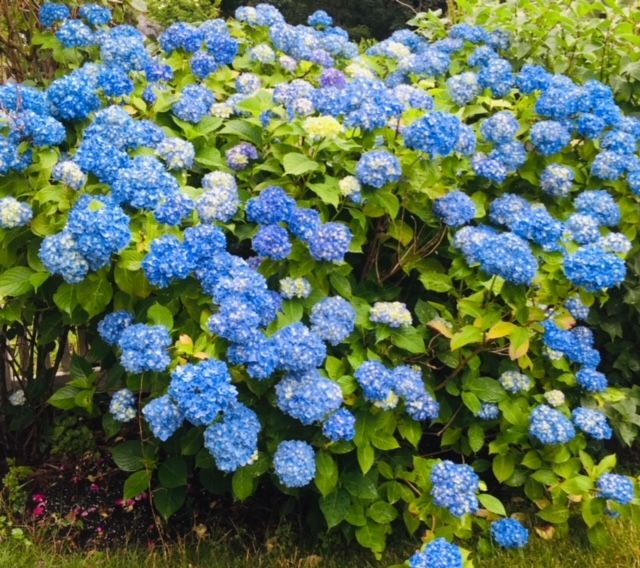 IYPHydrangea.jpeg