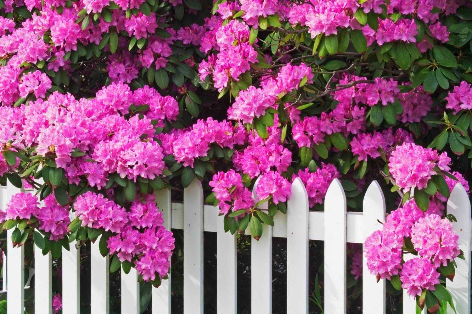 Rhododendron-flowers-and-white-picket-fence-1.jpg